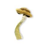 Buy Cubensis Amazonian Magic Mushrooms Online