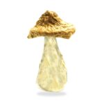Buy Blue Meanie Magic Mushrooms Online USA