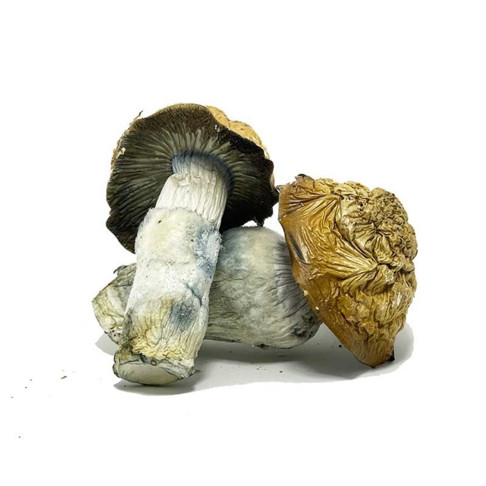 Buy Penis Envy Mushroom Online USA - Image 4