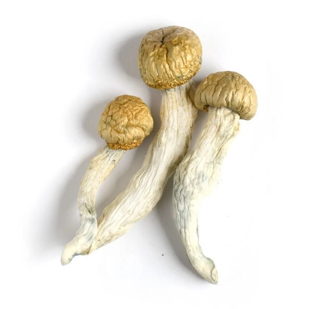 Buy Penis Envy Mushroom Online USA - Image 3