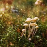 buy magical fantasy pale mushrooms online