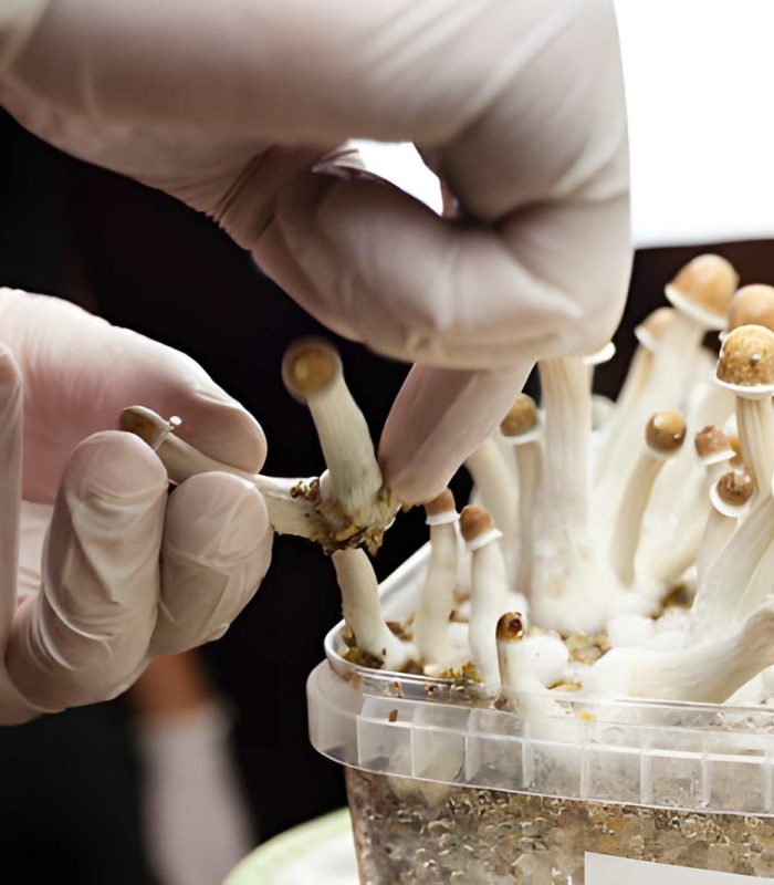 how psilocybin are made